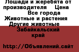 Лошади и жеребята от производителя. › Цена ­ 120 - Все города Животные и растения » Другие животные   . Забайкальский край
